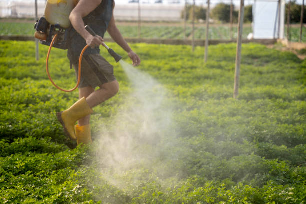 Best Ant Control Services  in Asbury, IA