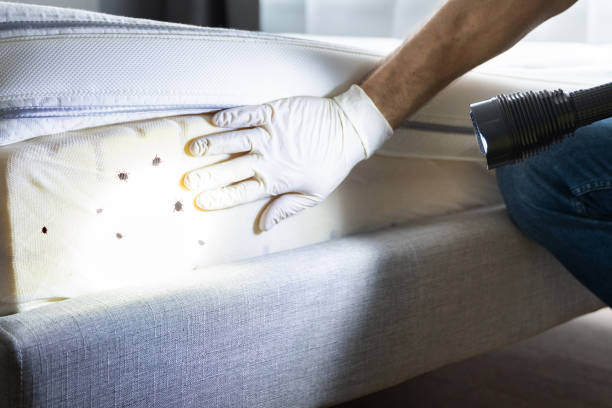 Best Termite Control Services  in Asbury, IA
