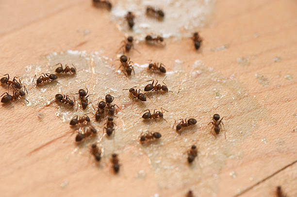 Best Exterminator Services  in Asbury, IA