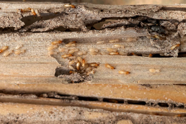 Best Wasp Removal Services  in Asbury, IA