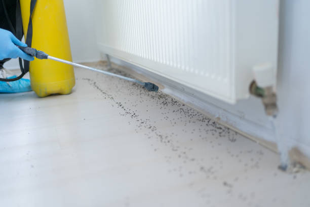 Best Rat Extermination Near Me  in Asbury, IA