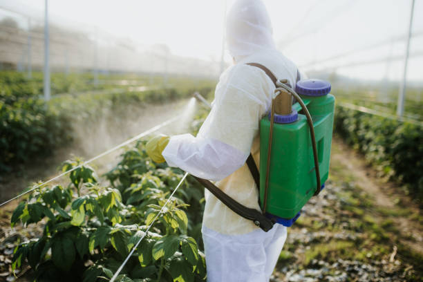 Reliable Asbury, IA Pest Control Solutions